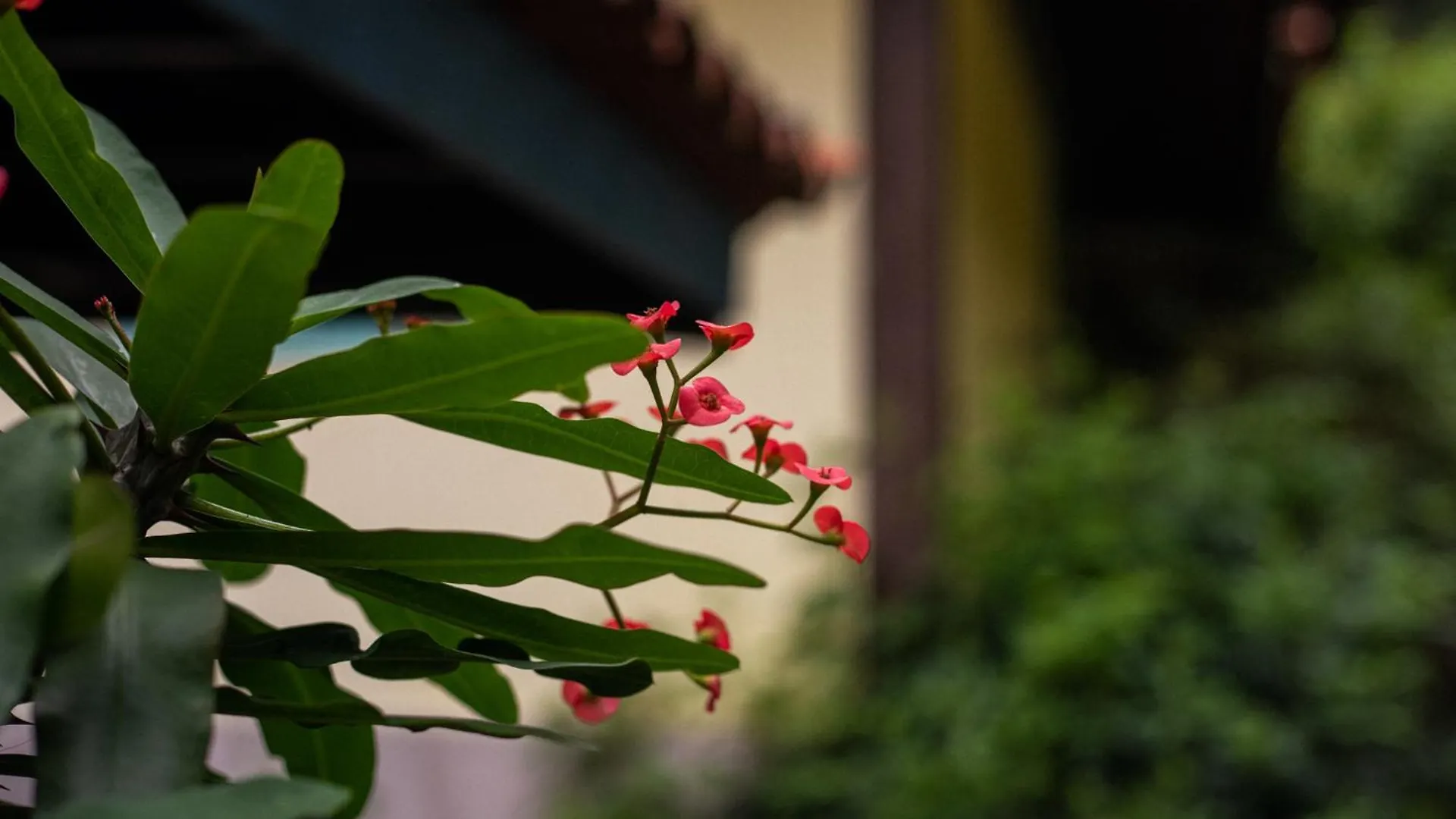 Hibiscus Beach Armacao dos Buzios Inn